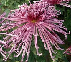 Pin On Flora