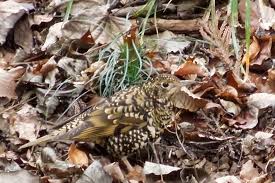 Image result for トラツグミ