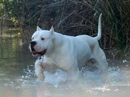 Dogo Argentino In Albania Home Facebook