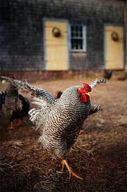 Pin By Helen Moulden On Why Did The Chicken Cross The Road Dominique Chickens Chickens Backyard Farm Animals