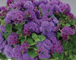 Below you'll find a list of the best deer resistant annual flowers, shrubs, perennials. 22 Deer Resistant Plants Flowers Deer Proofing Tips Garden Design
