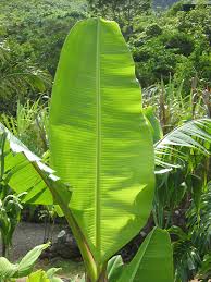 Image result for Musa paradisiaca