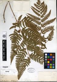 Image result for Dryopteris athamantica