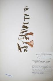 Image result for Ipomoea fulvicaulis