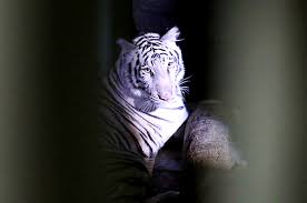 Check spelling or type a new query. Zoo Melaka Is Set To Get A White Bengal Tiger Named Elsa News Rojak Daily