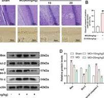 20-Deoxyingenol (20-DOI) treatment inhibits morphine-induced ...