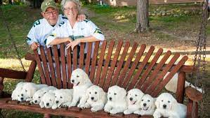 8 puppies / picks still available. Stoney Acres Retrievers English Cream Retrievers