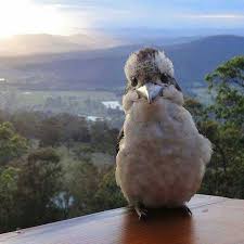 Pin By Ribbin Talakot On Nature Cute Little Animals Animals Beautiful Cute Animals