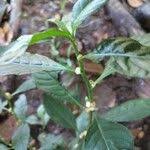 Image result for Struchium