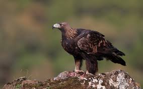 Check spelling or type a new query. What Is The National Bird And Animal Of Egypt Quora