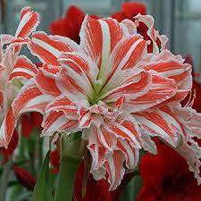 Amaryllis Dancing Queen 24 26 1 Flower Bulb Priced For A Pkg Of 1 Extra Large Bulb 30 32cm Huge Spe Amaryllis Flowers Amaryllis Plant White Flower Farm