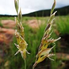 Image result for Gladiolus permeabilis