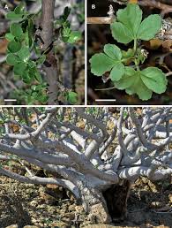 Image result for Commiphora
