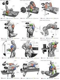 Arka Kol Treino De Triceps Treino Com Halteres Treino De Biceps