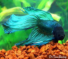 We need much more information about your tanks. Aquariumfish Net Betta Fish Betta Fish Tank Fish