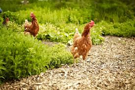 This way you can easily tac some wire up to create a barrier. What Is The Best Chicken To Buy Features Jamie Oliver