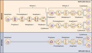 Putting It Together Cell Division Biology For Majors I
