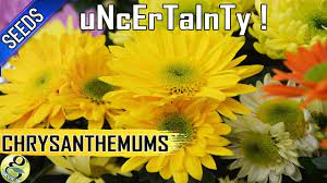 Chrysanthemums From Seeds Easy Way To Propagate Mums But With Uncertainity Youtube