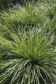 Image result for Carex johnstonii