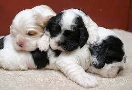 American Cocker Spaniel Black And White Black And White Parti Color American Cocker Spaniel American Cocker Spaniel Cocker Spaniel Dog Breeds