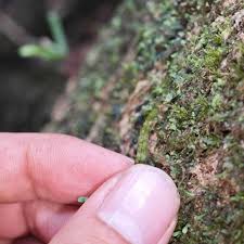 Image result for Grammitis