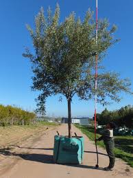 Image result for Brachylaena discolor