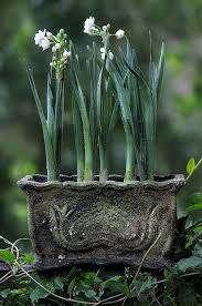 Gsfrenchshabbylife White Gardens Container Gardening Spring Bulbs