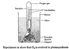 What Is The Source Of Molecular Oxygen Which Is Formed And Released During  The Photosynthesis Process? - Quora