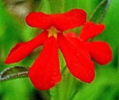 Image result for Striga linearifolia