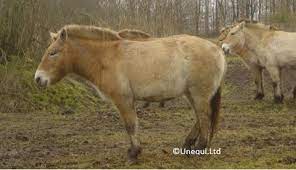How Horses Adapt To The Winter Season Haygain Usa