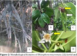 Image result for Rhizophora mucronata