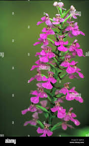 Image result for Centrostigma occultans