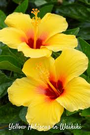 Waikiki Yellow Hibiscus Flowers Multiple Varieties And Colors Of Hibiscus Flowers Grow Throughout The Hawaii Yellow Hibiscus Hibiscus Plant Hibiscus Flowers