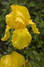Yellow Iris Most Beautiful Flowers Plants Planting Flowers
