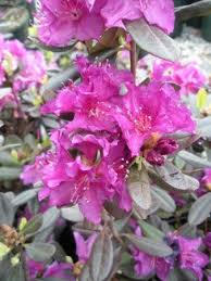 Rhododendron Thunder Lepidote Purple Red Mahogany Winter Foliage Slow Growth Rate Blooms Late Spring 3 Broadleaf Evergreen Wholesale Nursery Sky Nursery