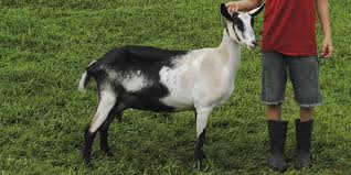Black And White Goat Breeds Alpine Goat Colors In 2020 Alpine Goats Goats Dairy Goats