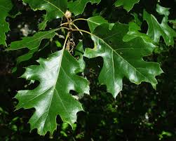 One of the most recognizable features of the oak tree is the height and branches which can grow to over 100 feet high with a spread of up to 150 feet wide. Oak Tree Species Id Ecology Uc Oaks
