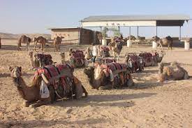 Located in the negev desert close to the town of dimona we recommend booking negev camel ranch tours ahead of time to secure your spot. Negev Camel Ranch Bewertungen Fotos Preisvergleich Dimona Israel Tripadvisor