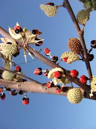 Image result for Chaetocarpus