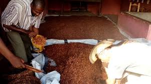 Learn how to say cocoa in english. Haitian Chocolate You Say Cocoa I Say Cacao Bid Lab