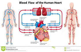 Diagram Showing Blood Flow Of The Human Heart Stock Vector