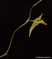 Image result for Utricularia scandens
