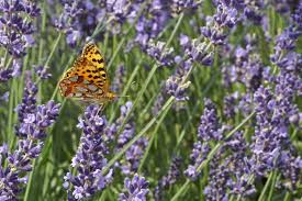 Je früher es warm wird, desto früher beginnt die lavendelblüte. Lavendel Tipps Fur Eine Lange Blutezeit Plantura
