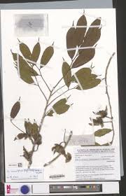 Image result for Uvariastrum