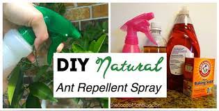 All you need is a couple spray bottle, a couple other stop ants with this homemade ant repellent recipe! The Best Homemade Ant Killer Kid Pet Safe The Soccer Mom Blog