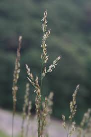 Image result for Loudetia kagerensis