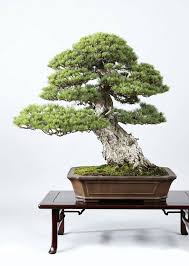 Pin By Alejandro Monsalve Serna On Landscape Bonsai Tree Pine Bonsai Bonsai