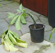 Image result for Sauromatum venosum