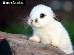 Hd to 4k quality, all for free! Uberfacts On Twitter Cute Animals Baby Animals Cute Baby Animals