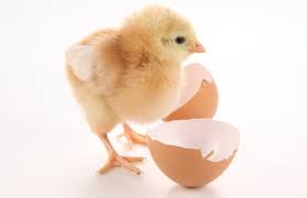 Ayam yang baik dapat makan sejumlah ransum serta dapat menghasilkan telur yang lebih banyak/lebih. Pecahkan Cangkang Anda Jamil Azzaini